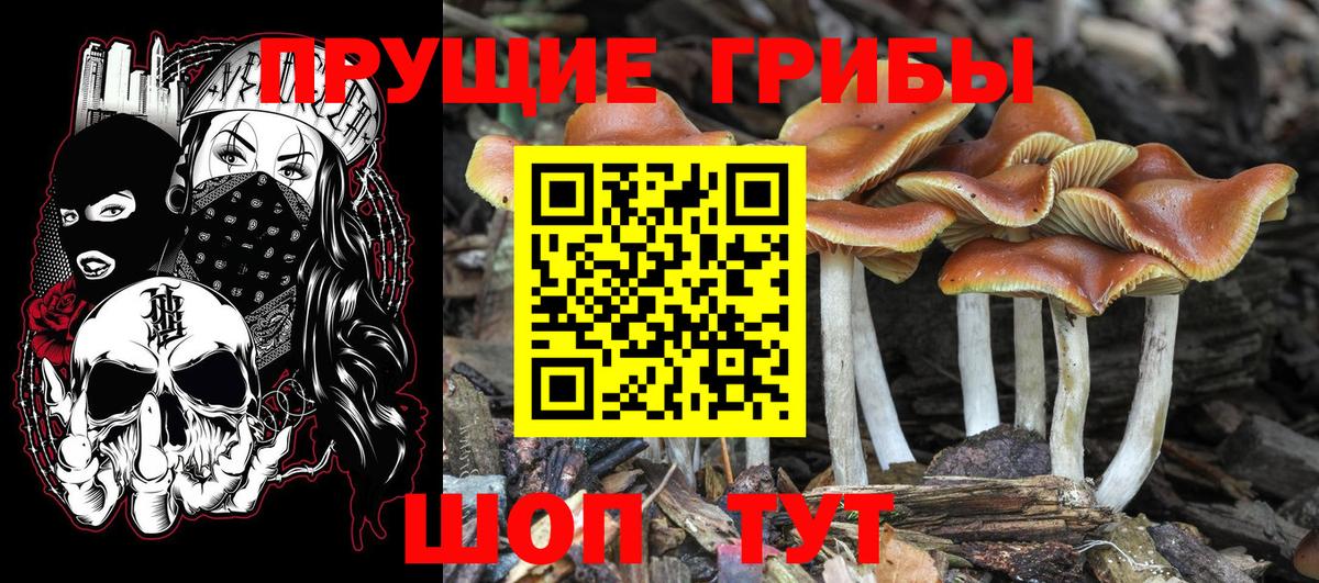 Истра  Галлюциногенные грибы Psilocybine cubensis  Вход с VPN 